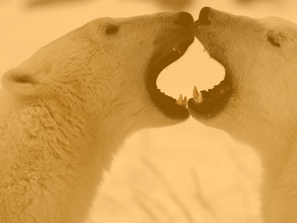Полярные медведи обои