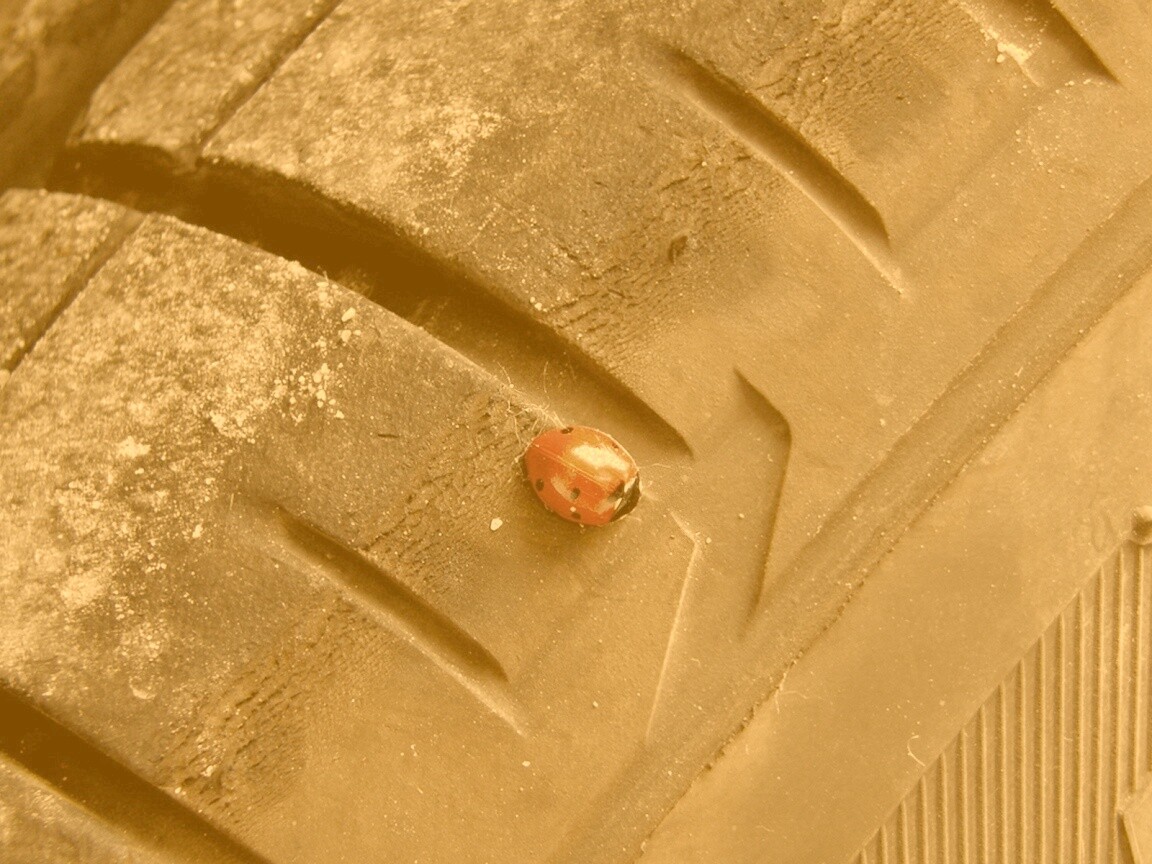 Божья коровка на автомобильной покрышке обои