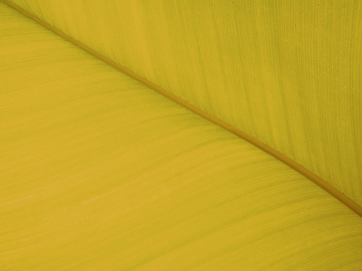 Зеленый лист обои