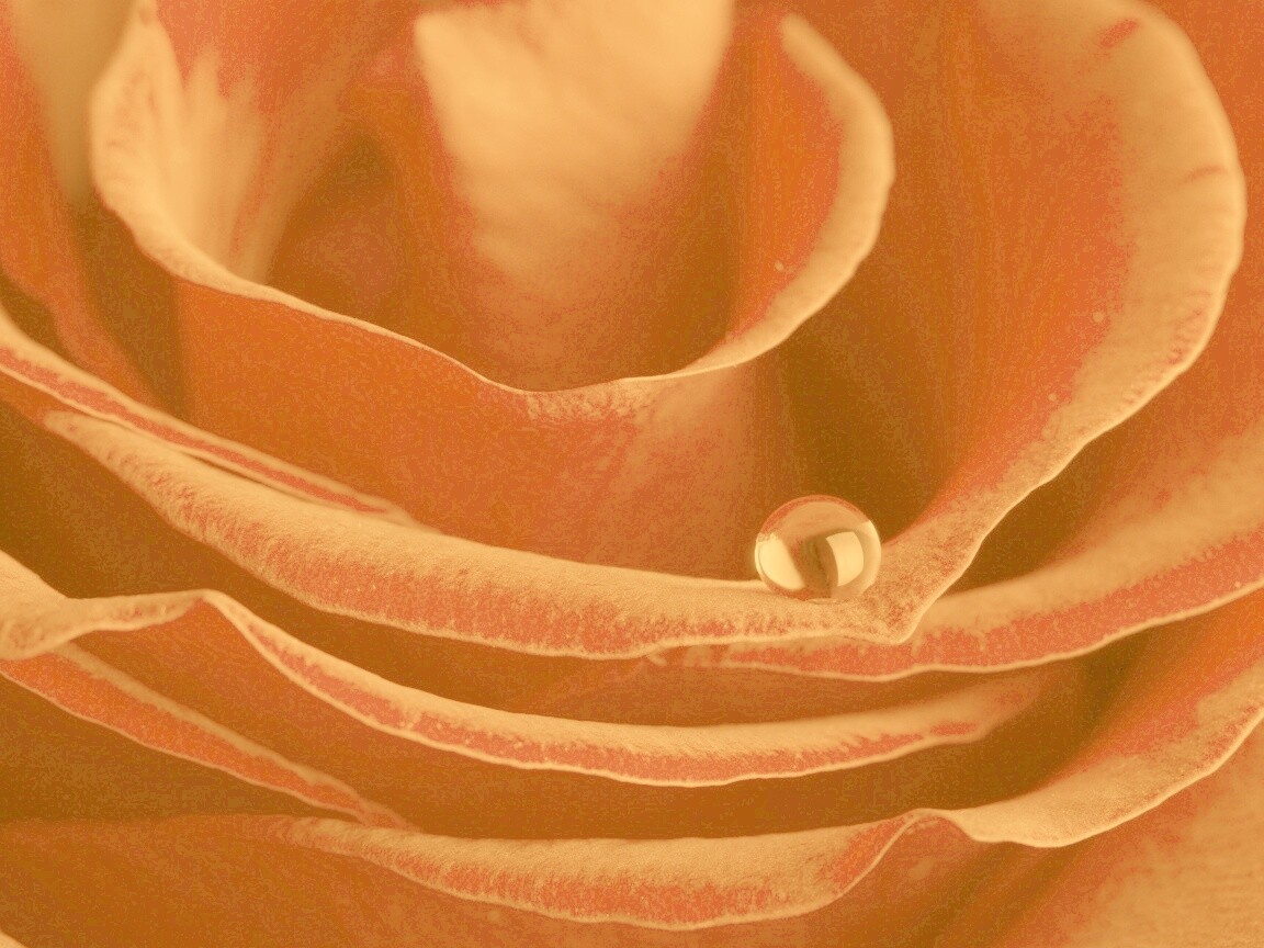 Капля воды на лепестке розы обои