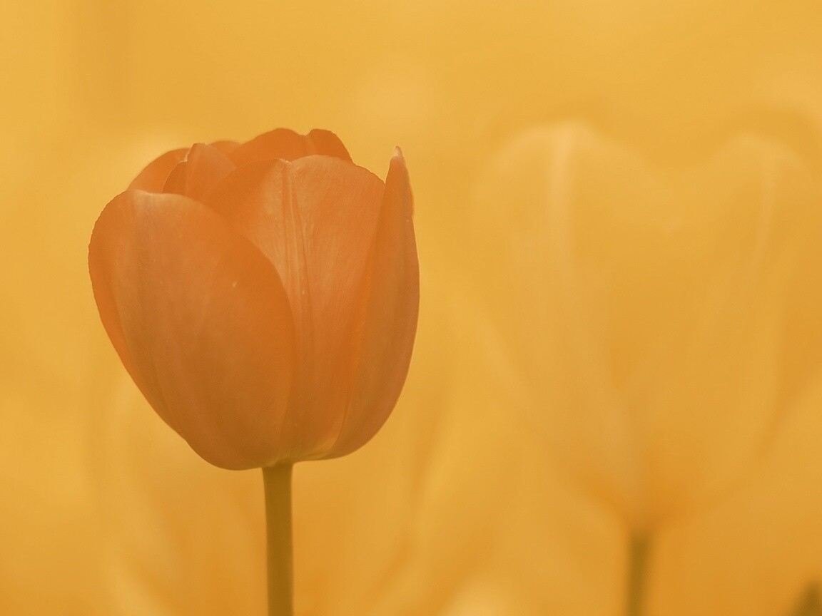 Красный тюльпан обои