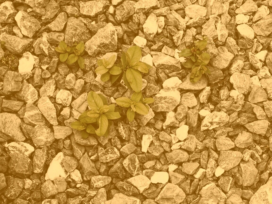 Цветы среди камней обои