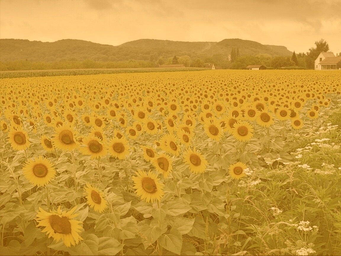 Живописное поле подсолнухов обои