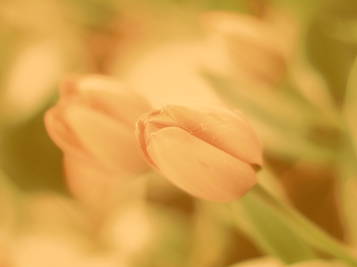 Красивый тюльпан обои