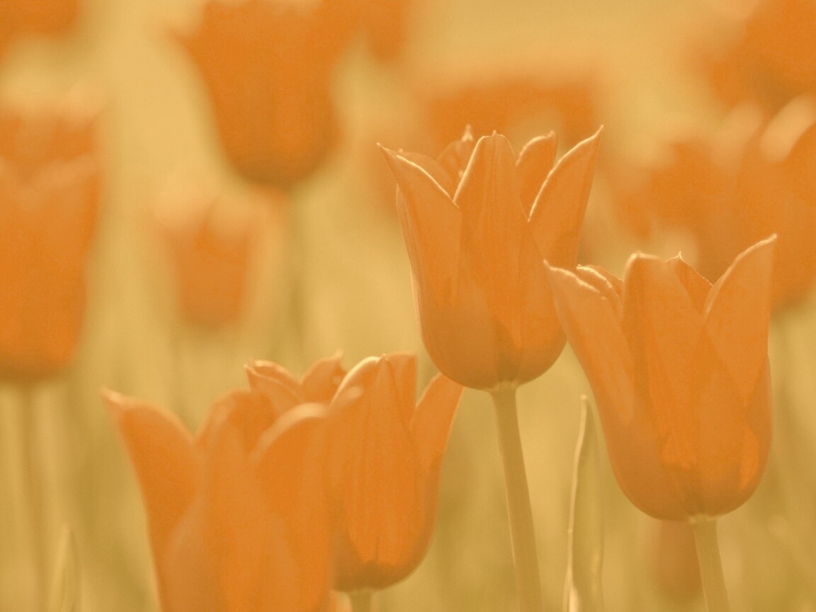 Красные цветы обои