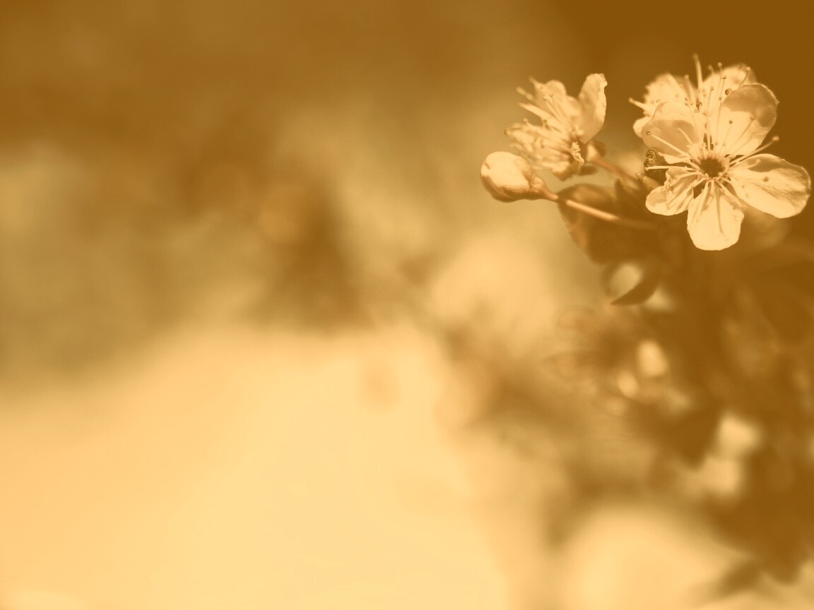 Цветок вишни обои