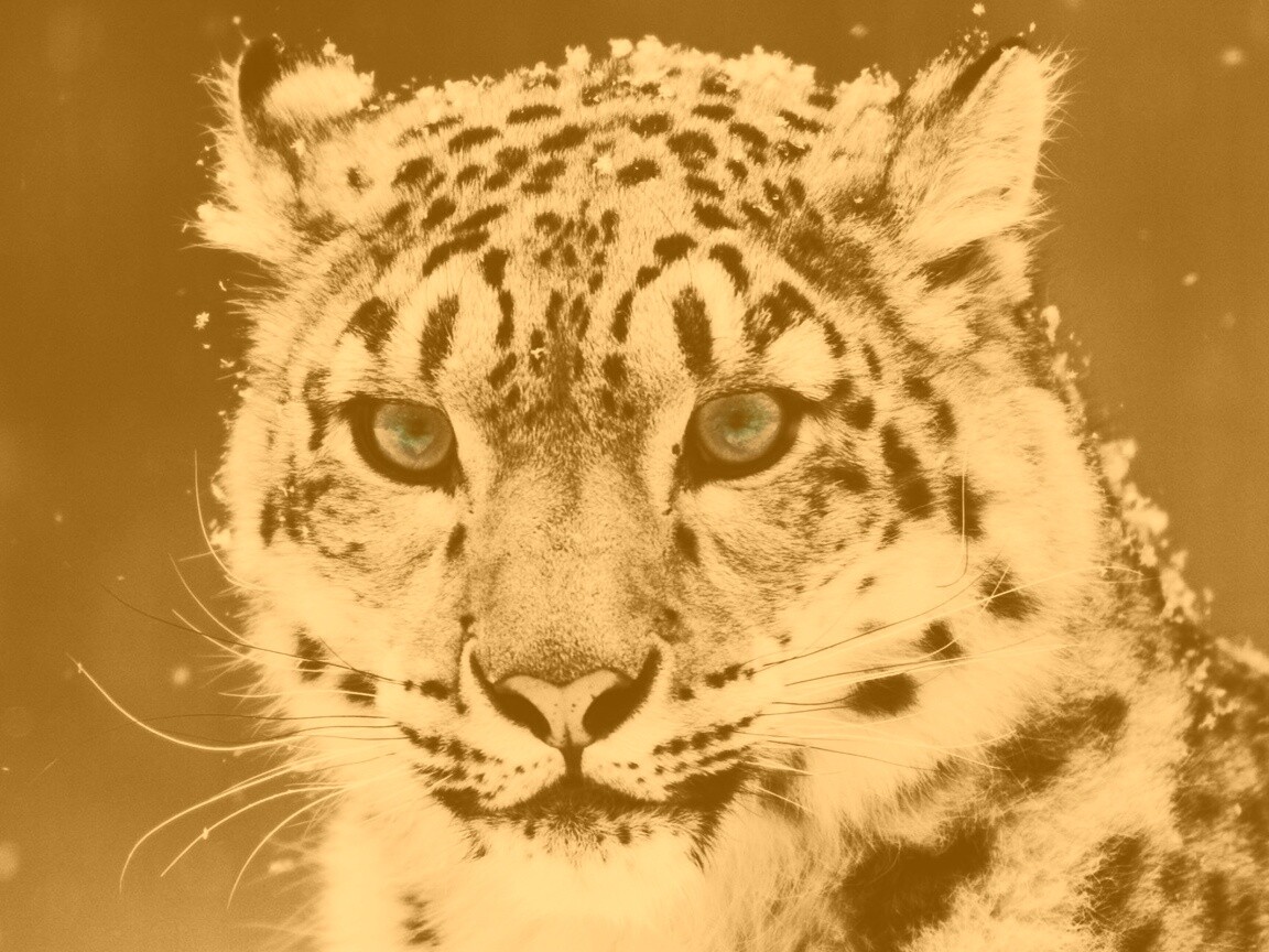 Снежный барс обои