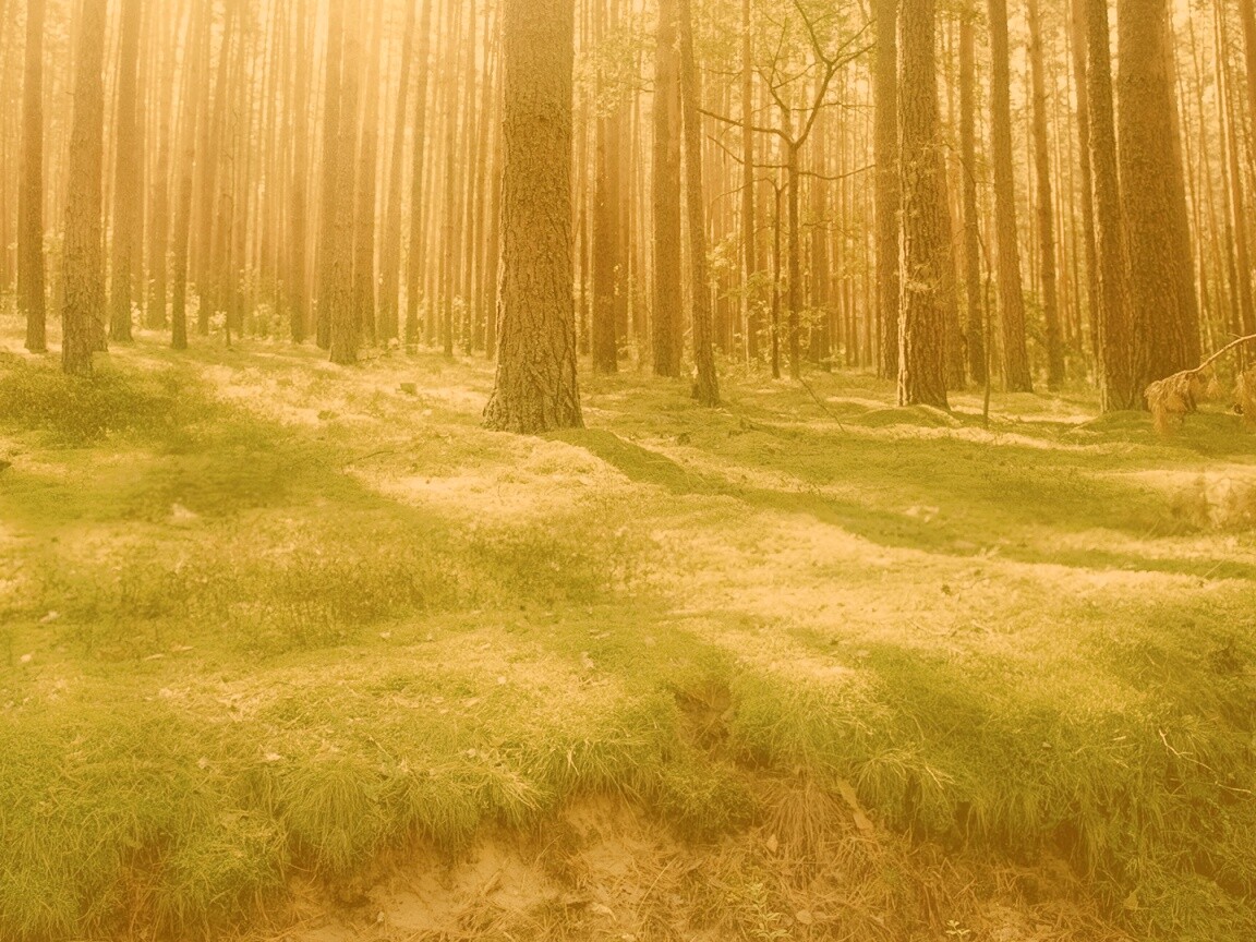 Солнечный лес обои