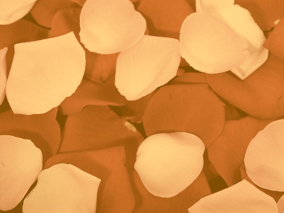 Розовые и красные лепестки обои