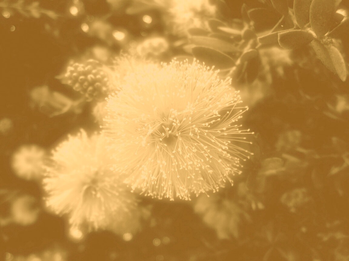 Сказочный цветок обои