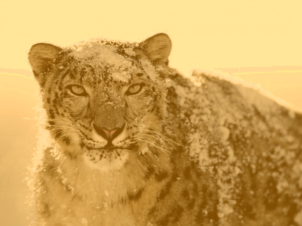 Снежный леопард обои