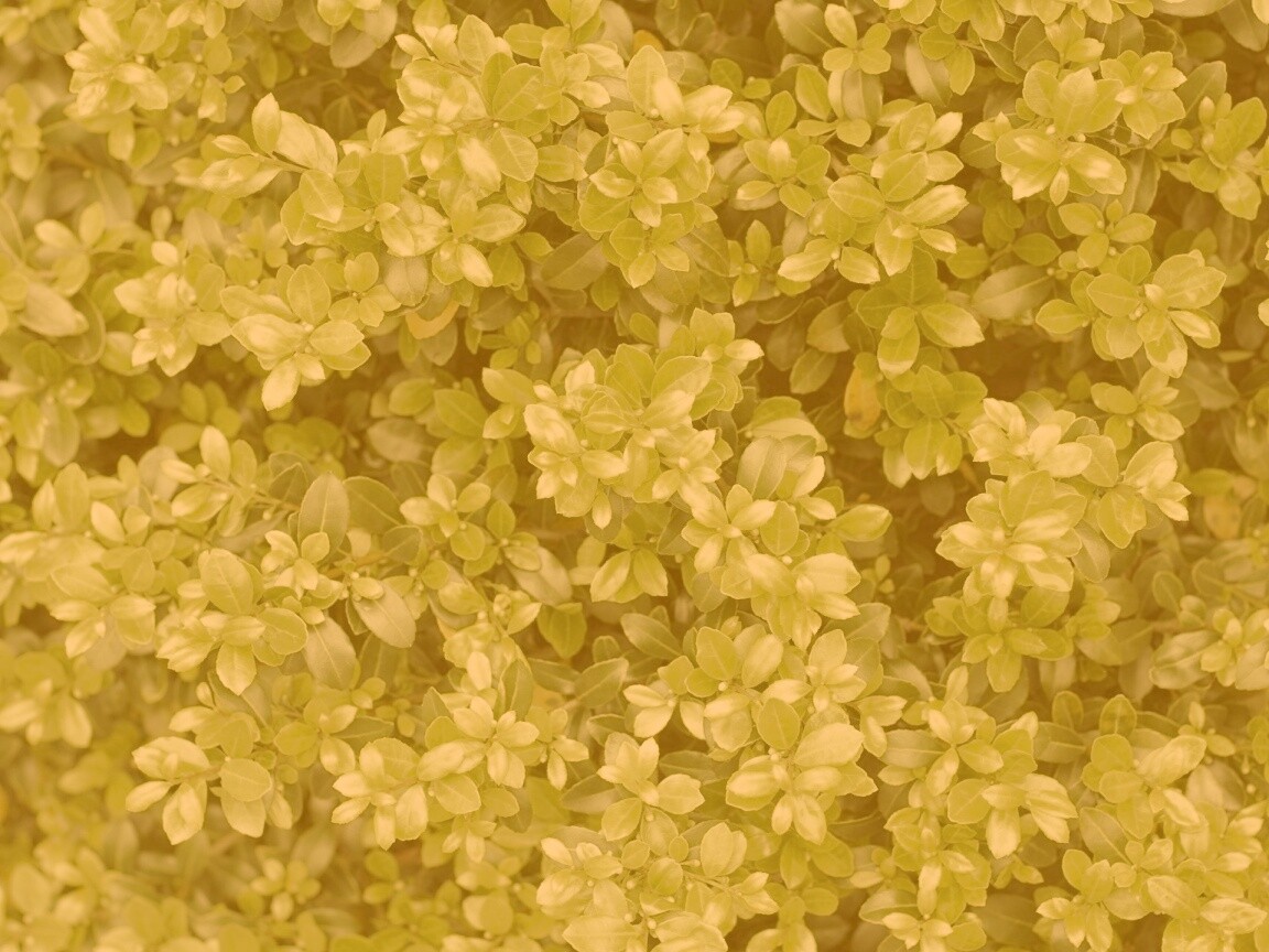 Густая листва обои