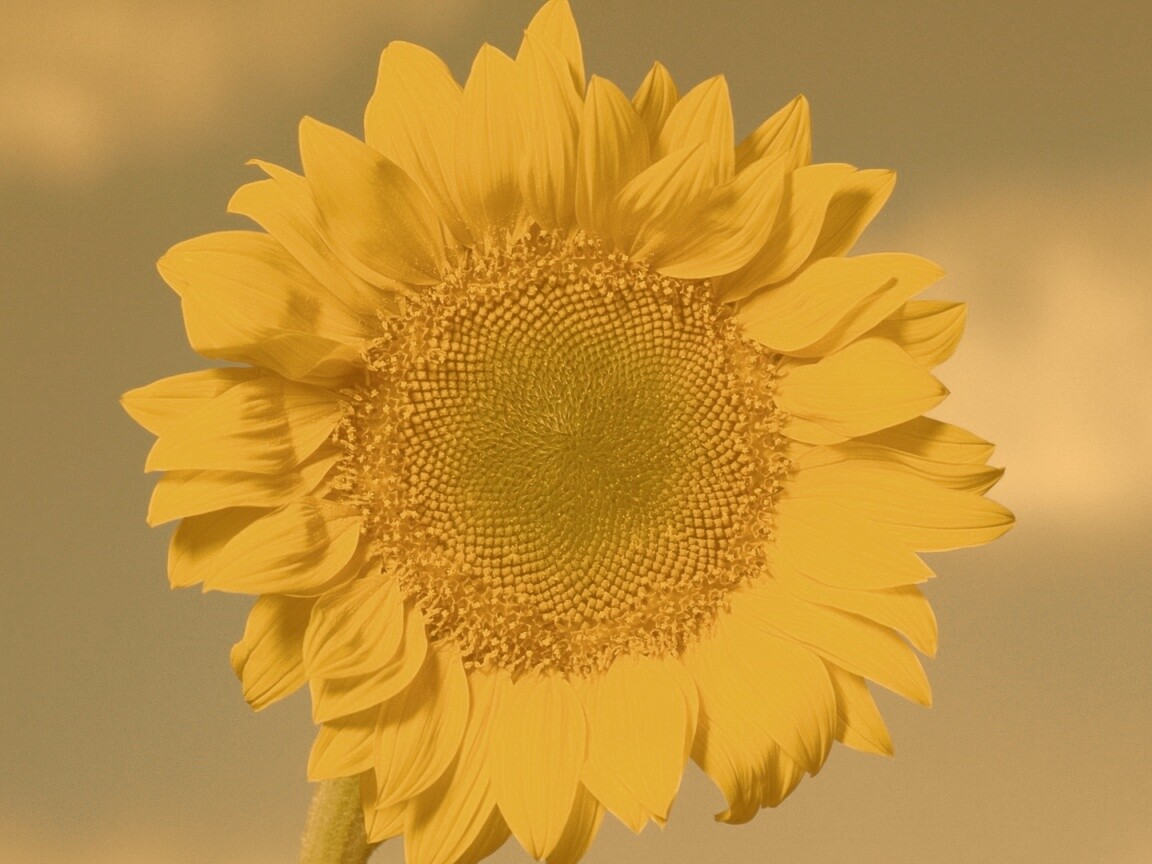 Солнечный цветок обои