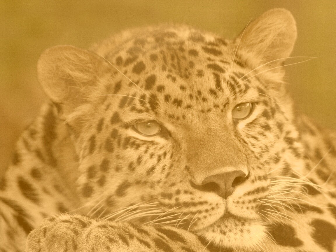 Злопасный ягуляр обои