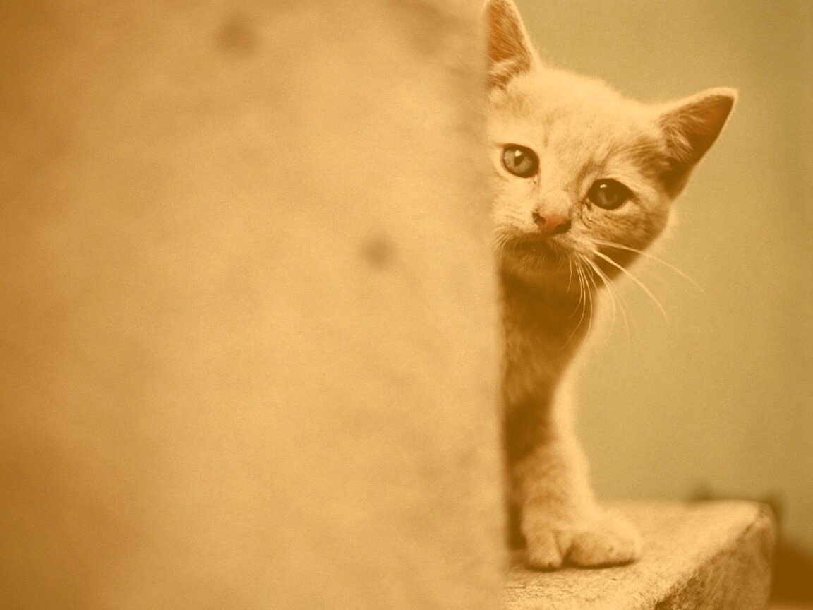 Котик из-за угла обои