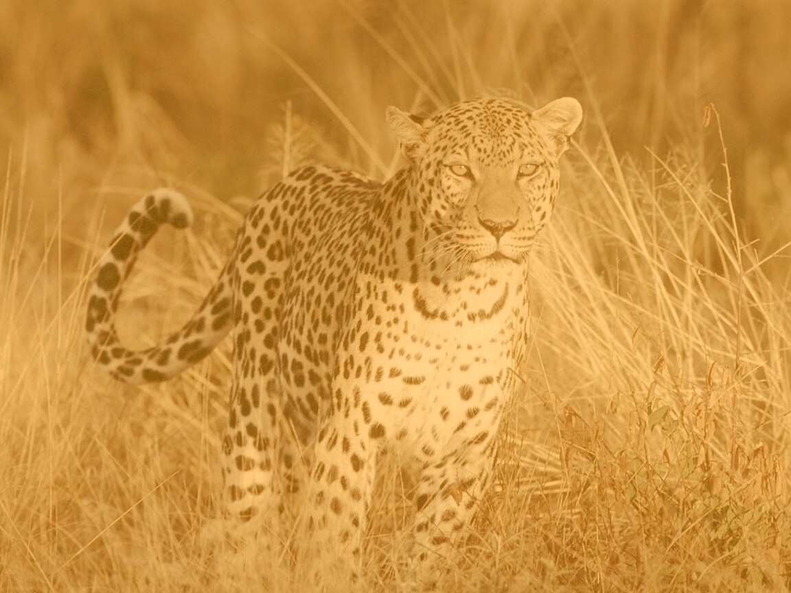 Леопард на охоте обои