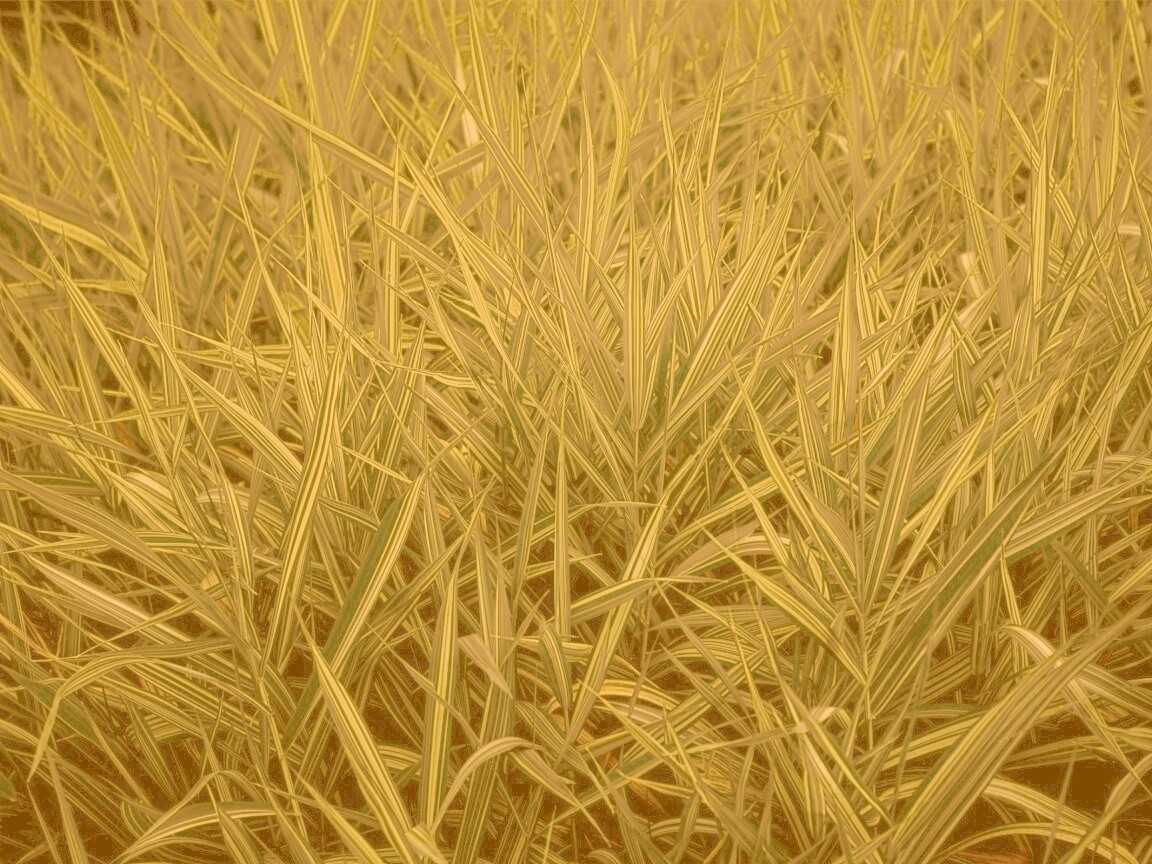 Дикая трава обои