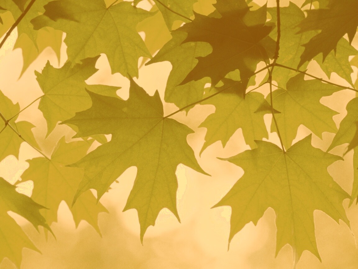 Кленовые листья обои