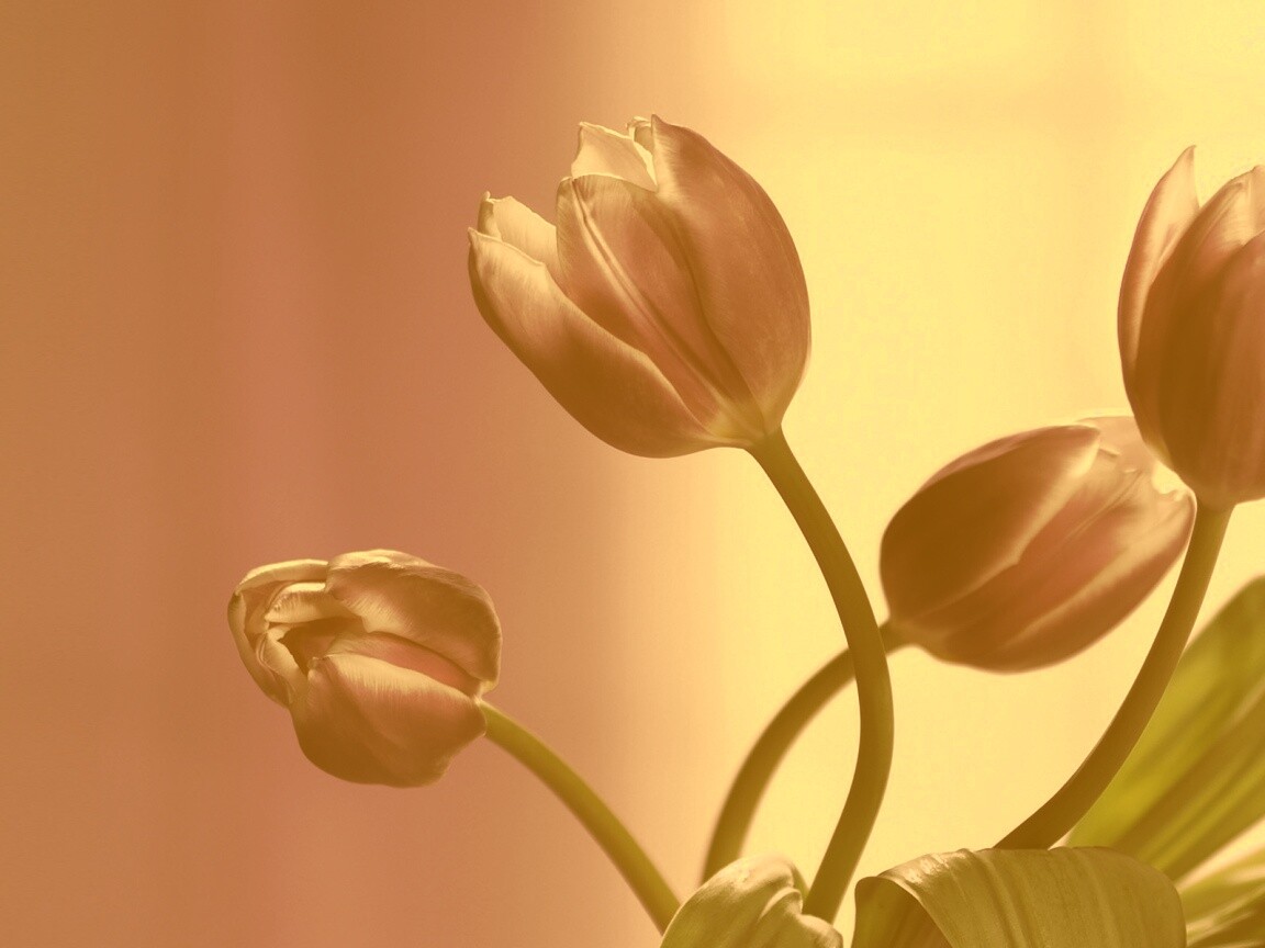 Сиреневые цветы обои