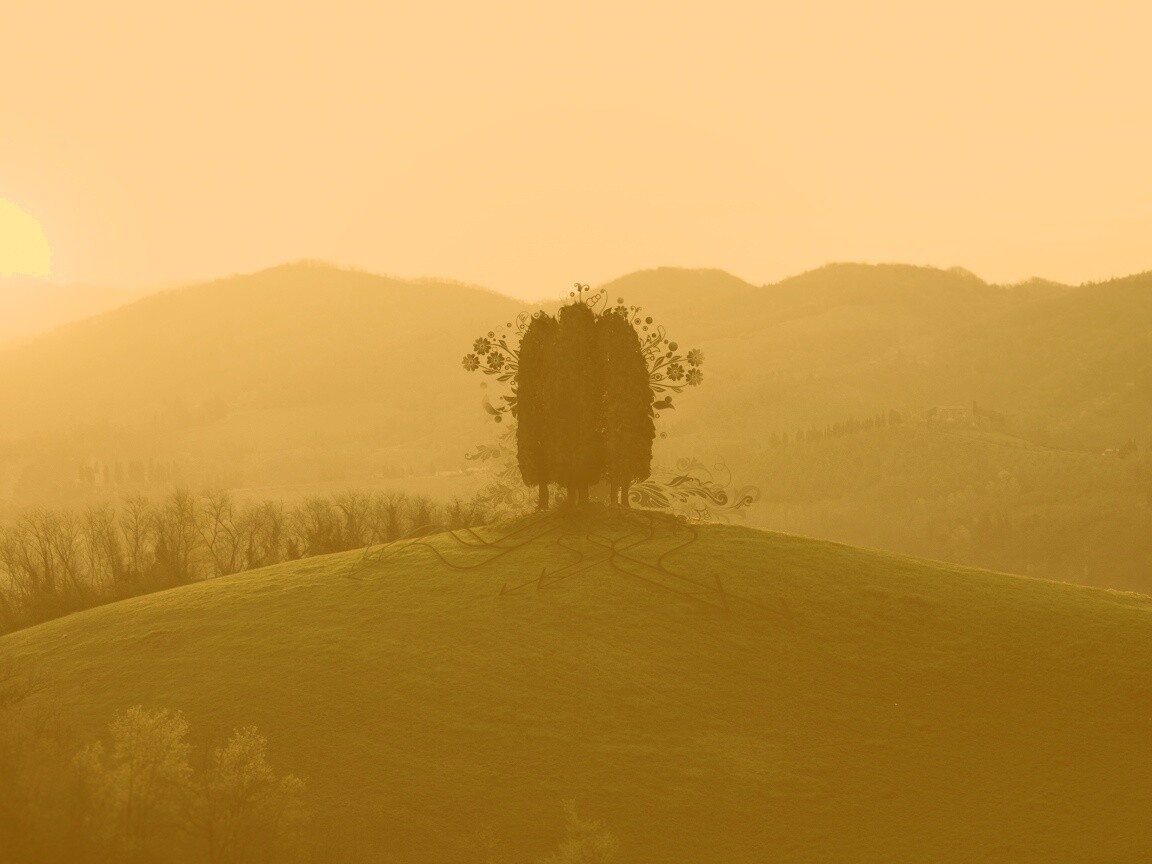 Деревья на холме обои