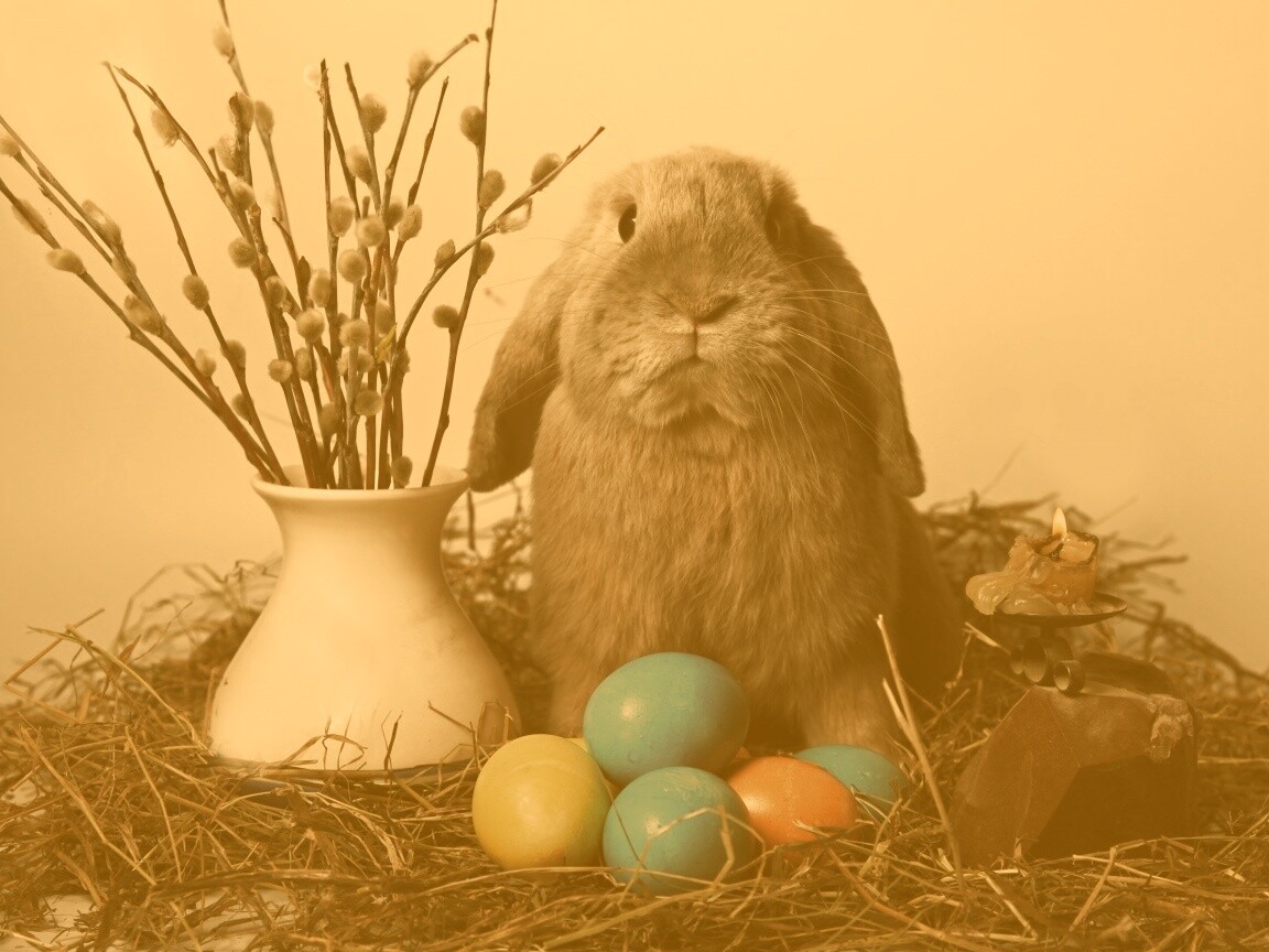 Пасхальный кролик обои