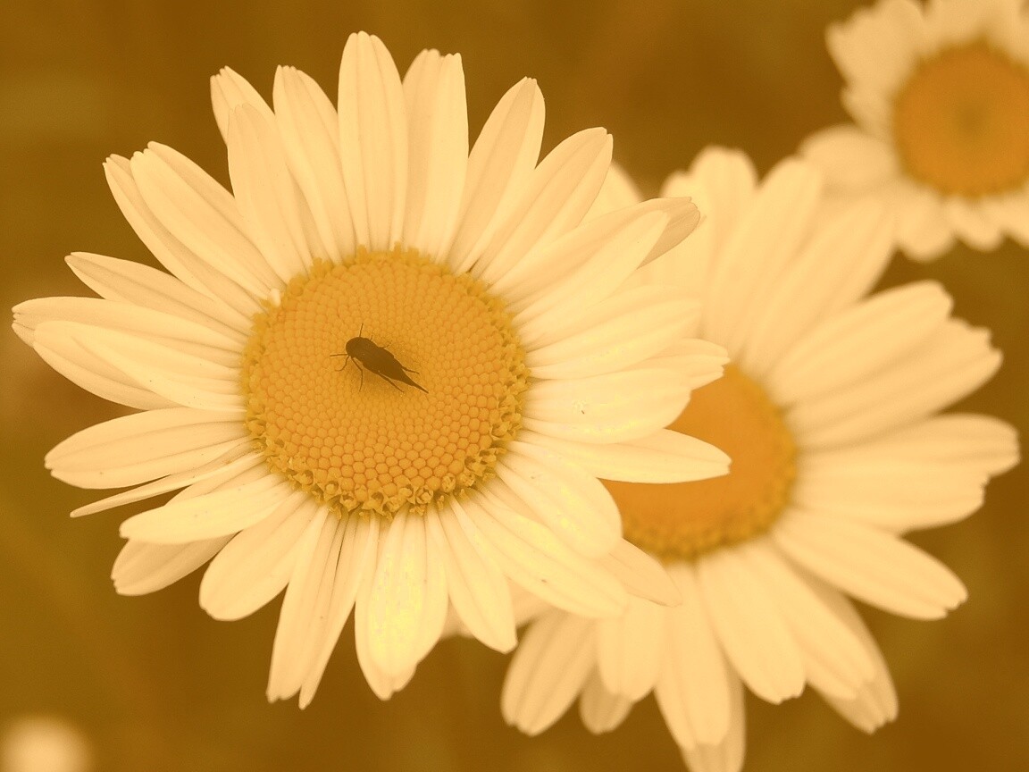 Ромашки обои