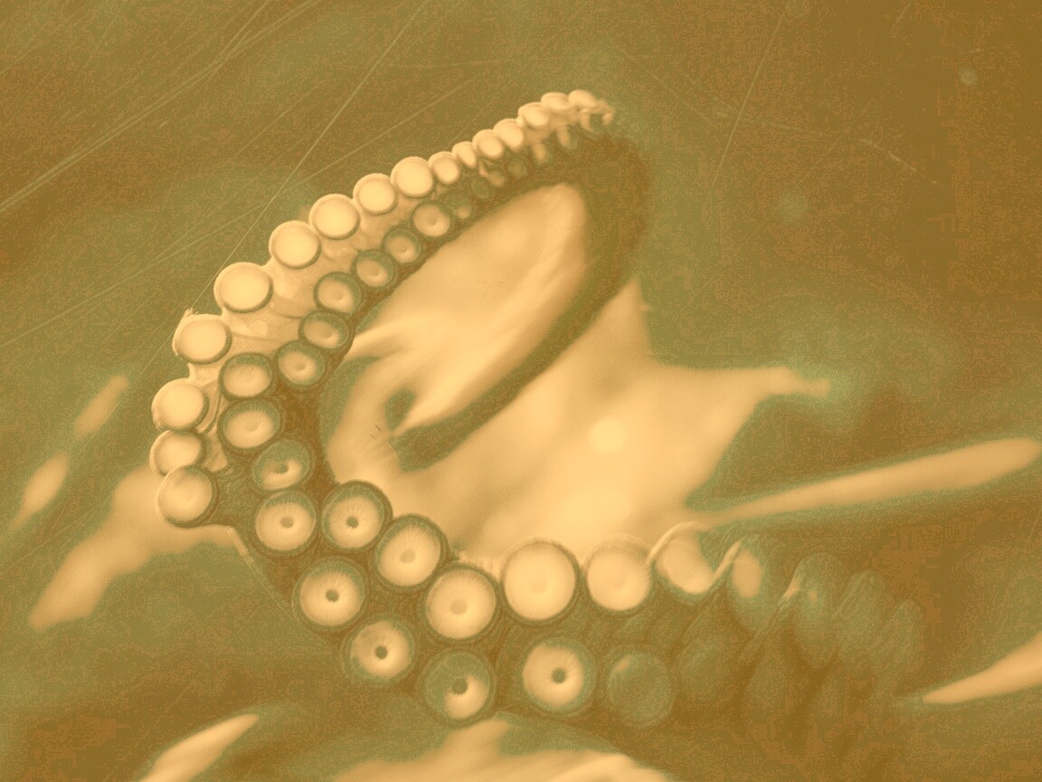 Щупальце обои