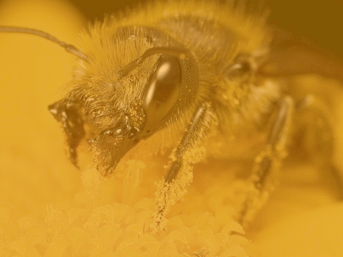 Пчела крупным планом обои