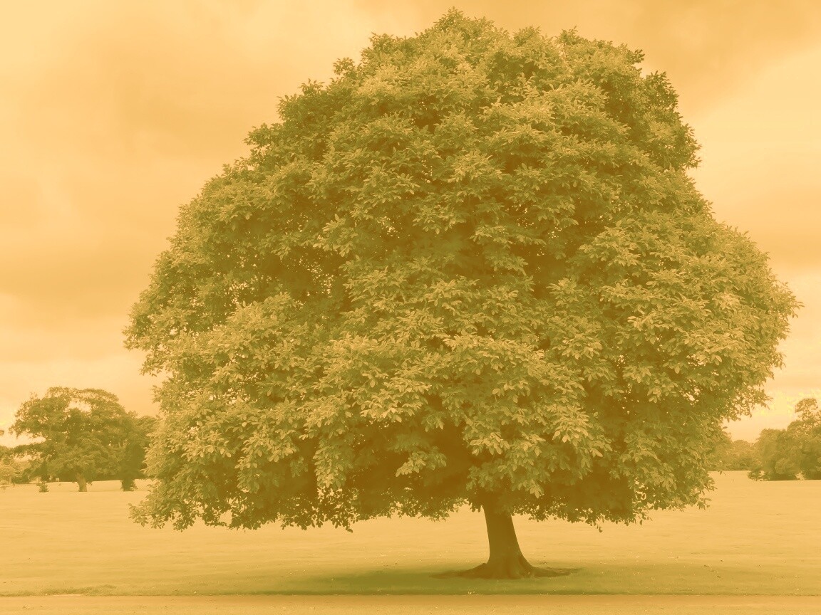 Зеленое ирландское дерево обои