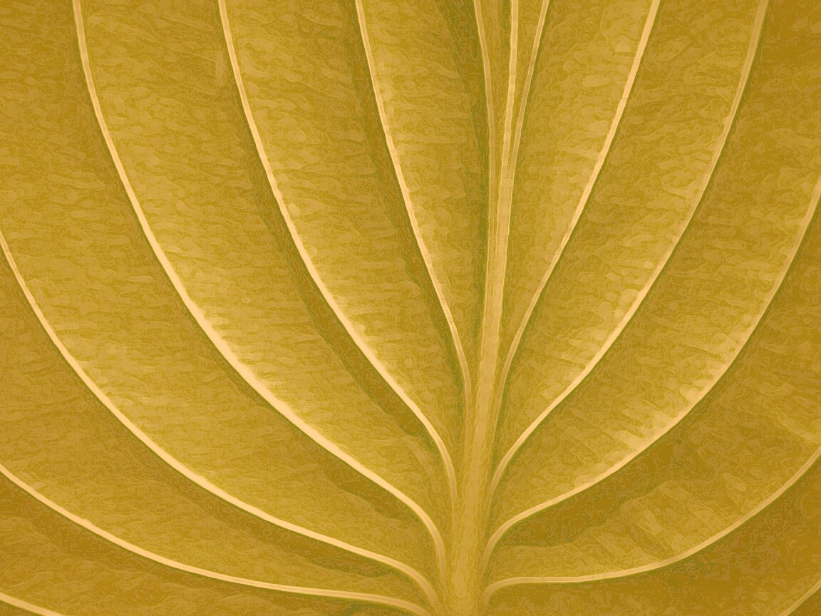 Неоновый лист обои