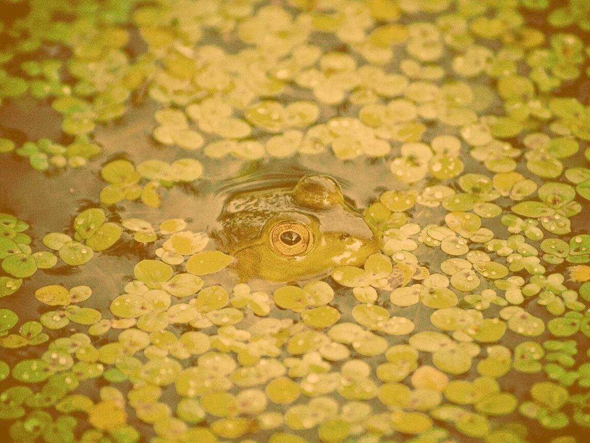 Маленькая лягушка обои