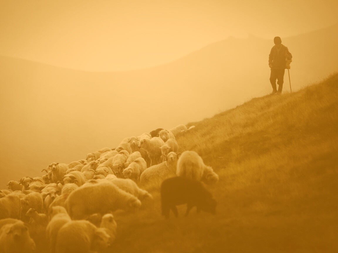 Пастух и стадо обои