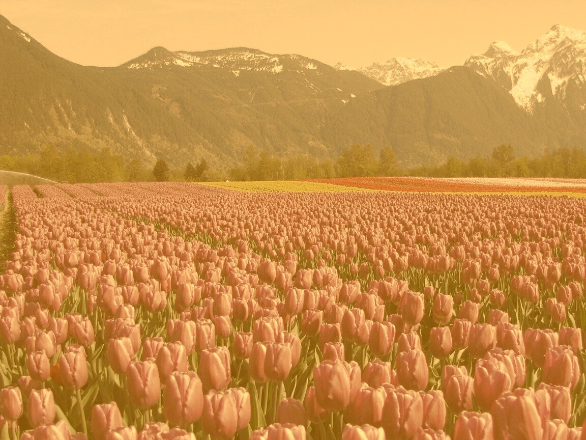 Поле тюльпанов обои