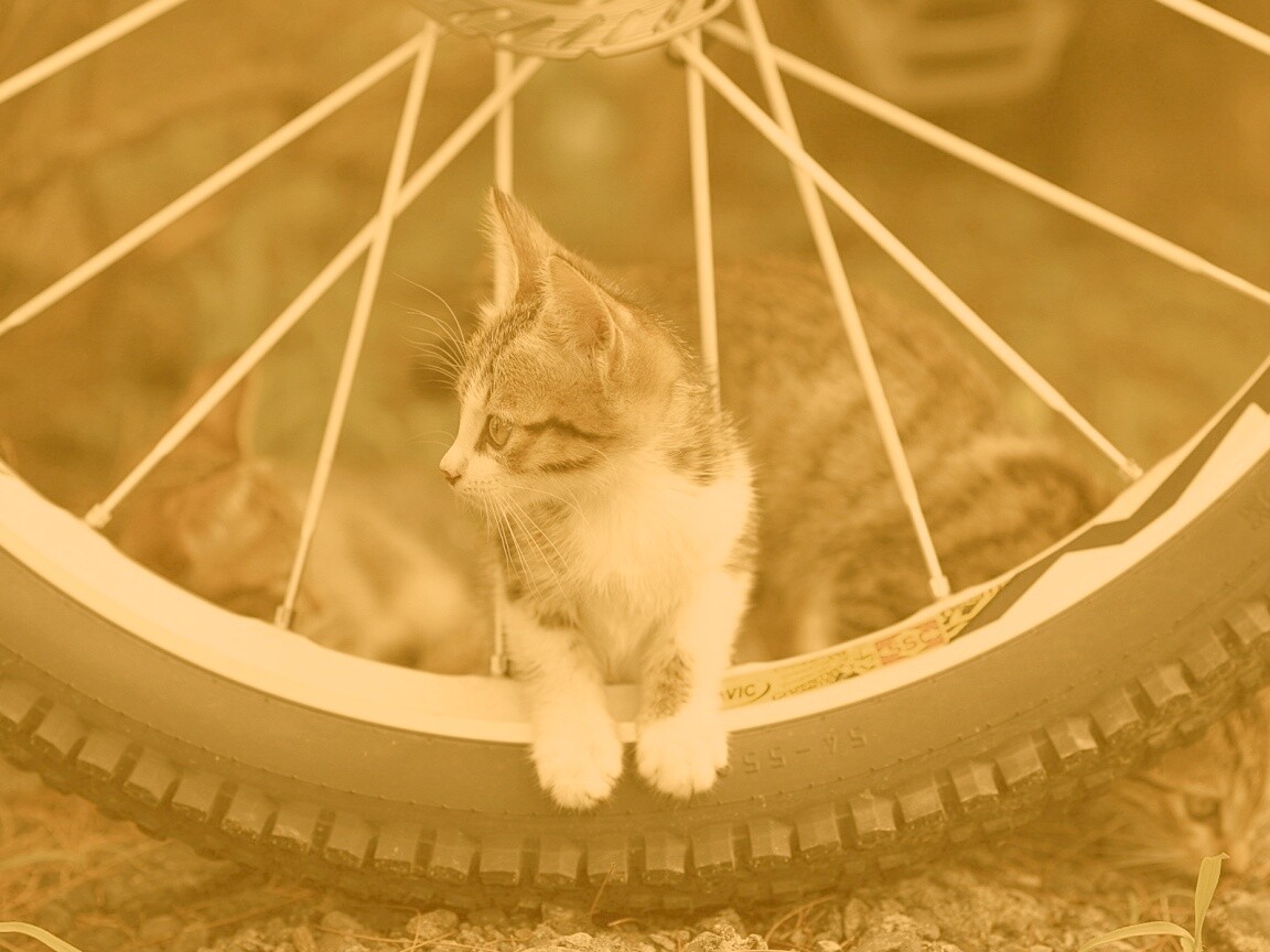 Маленький котенок обои