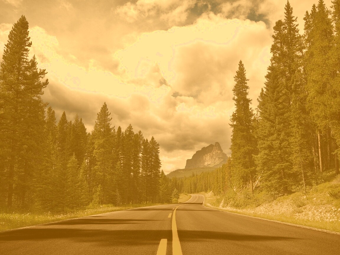 Красивая лесная дорога обои