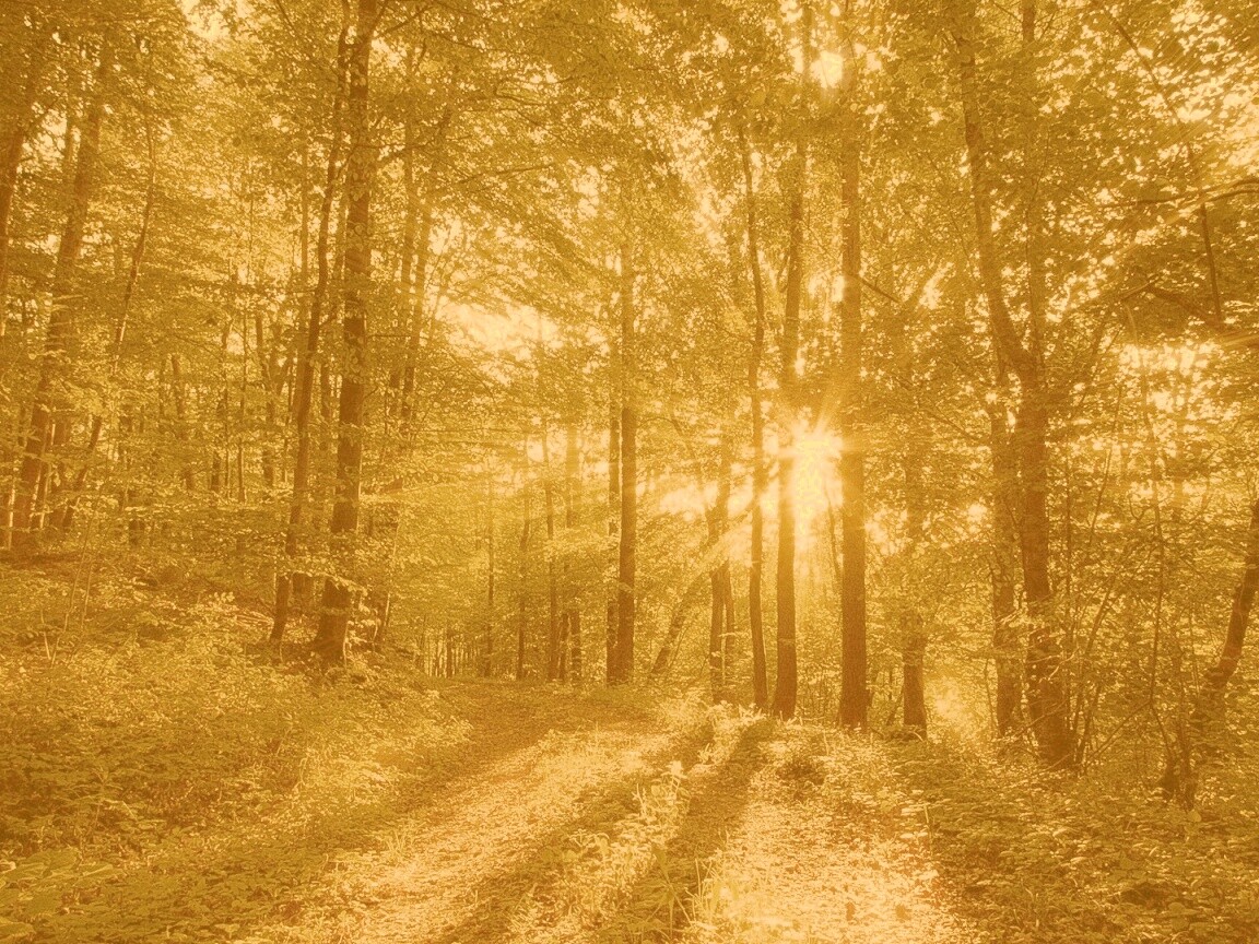 Свет сквозь деревья обои