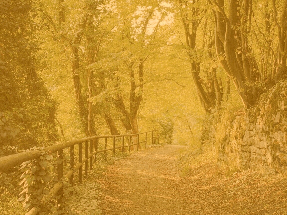 Лесная дорожка обои