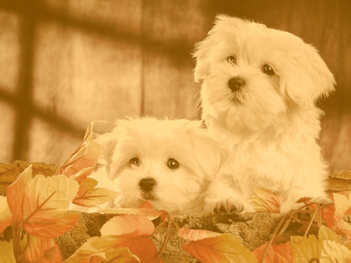 Два белых и пушистых пёсика  обои