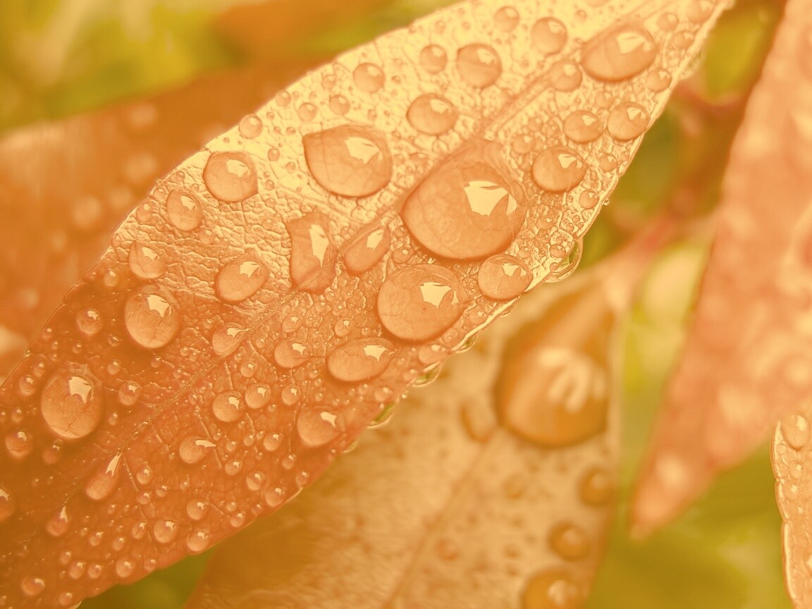 Капли росы на красных листьях обои