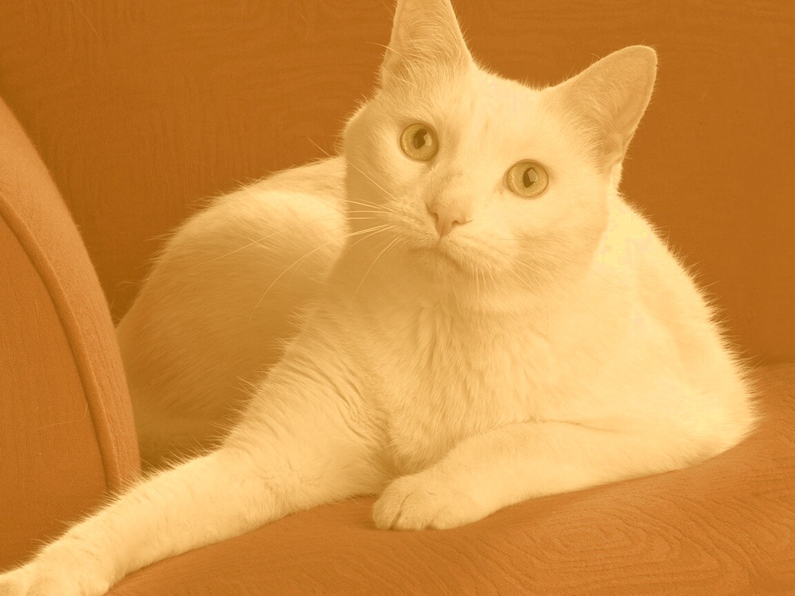 Белой кот на красном диване обои