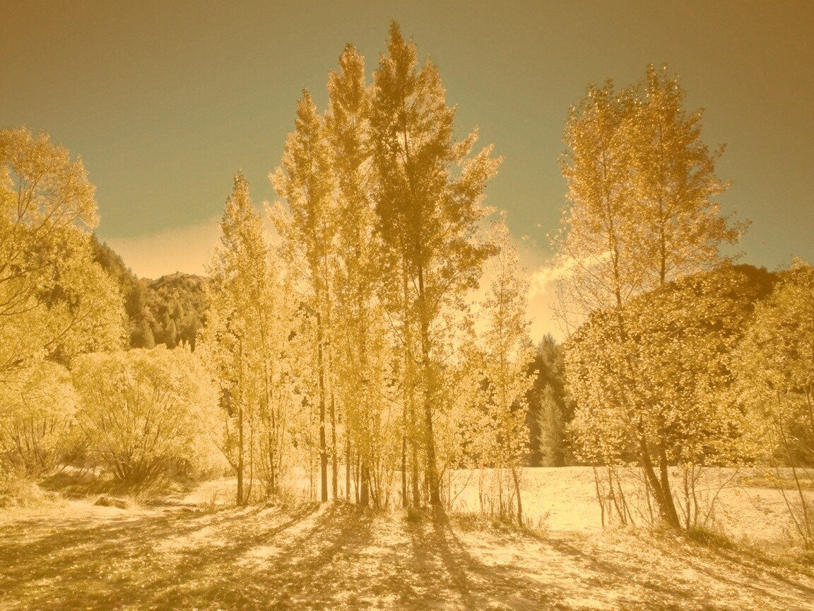 Осень в Новой Зеландии обои