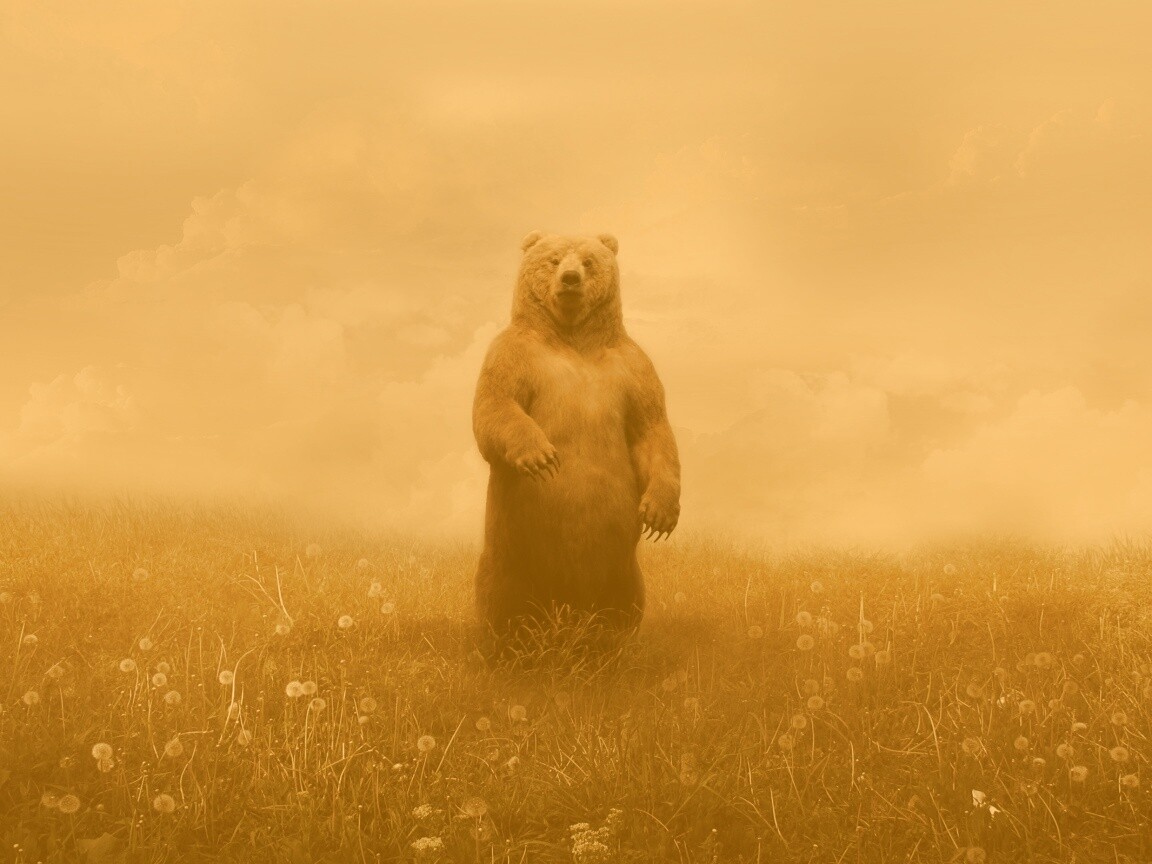 Медведь в одуванчиковом поле обои