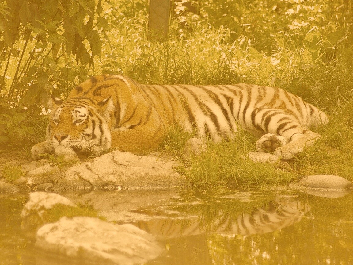 Тигр отдыхает обои