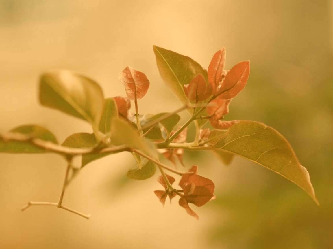 Разноцветные листья обои