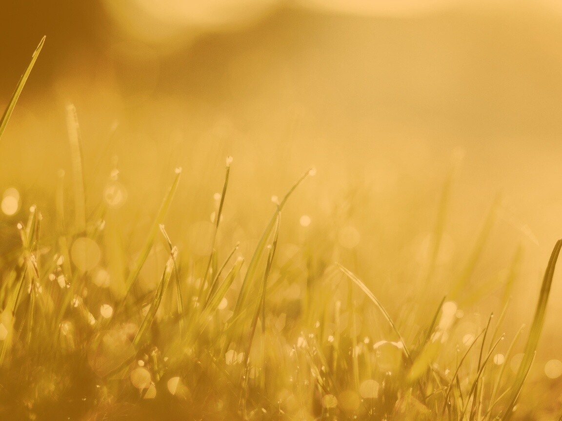 Красивая сочная трава обои