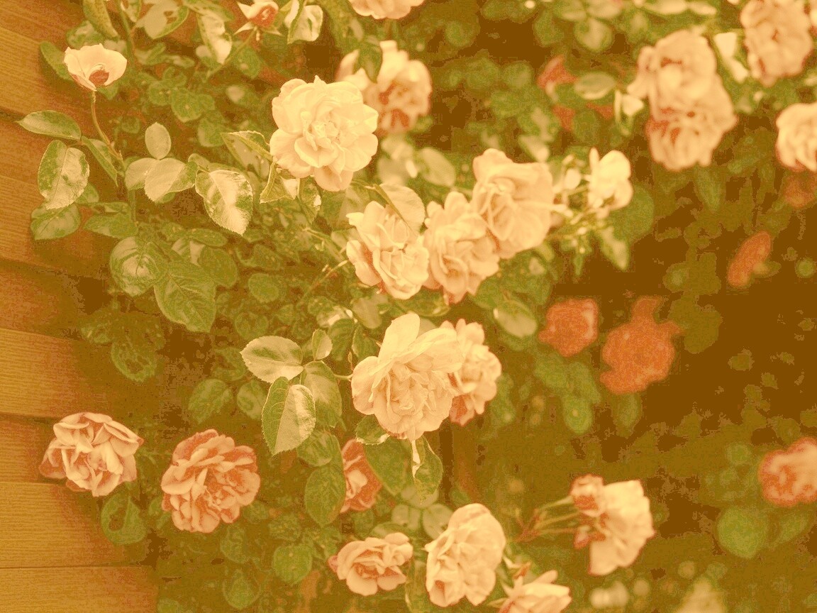 Розовый куст обои