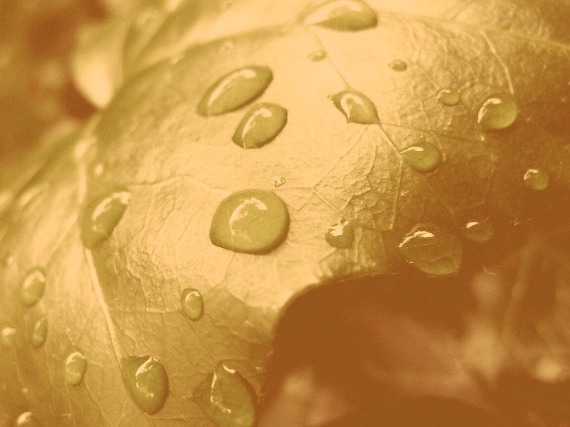 Капли росы на листе обои