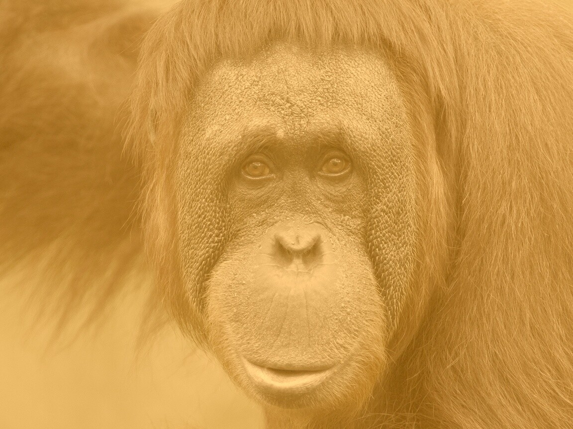 Орангутан обои
