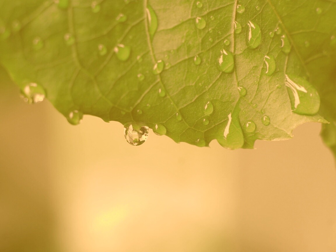 Роса на листе в макро обои