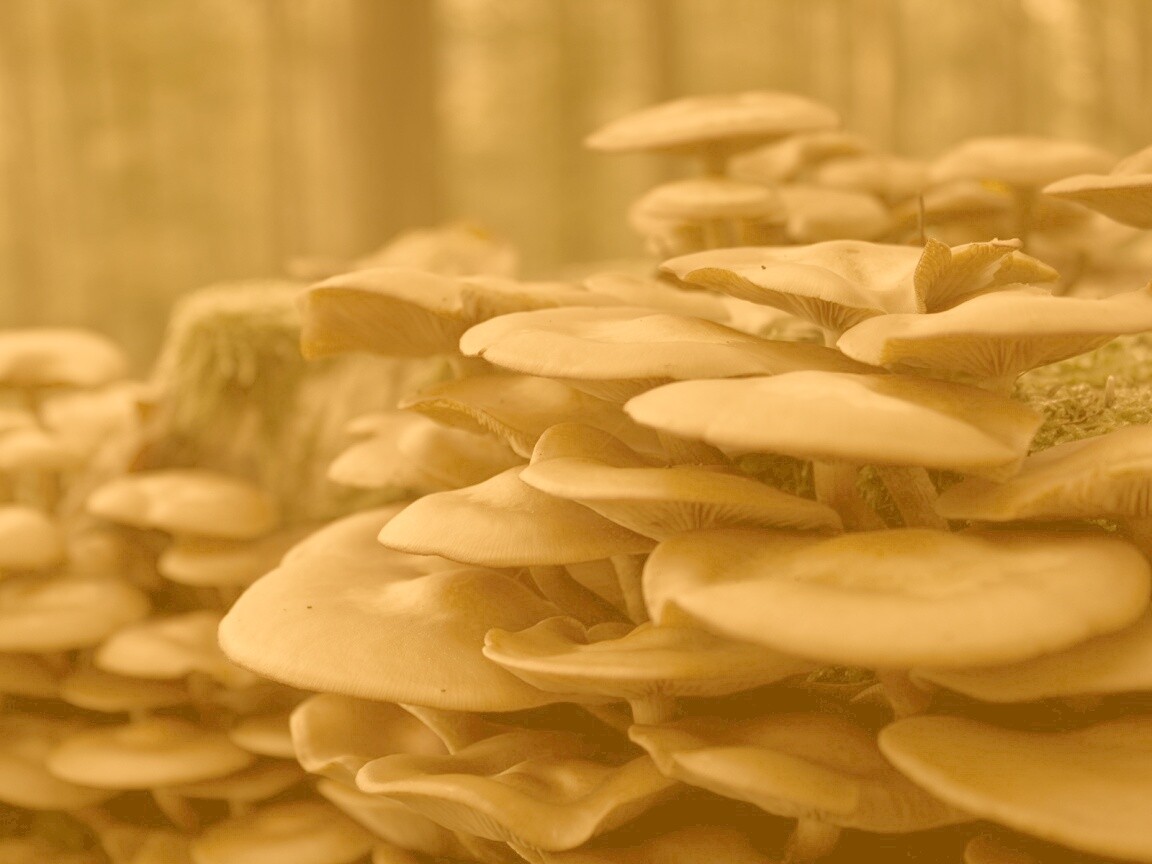 Лесные грибы на пне обои